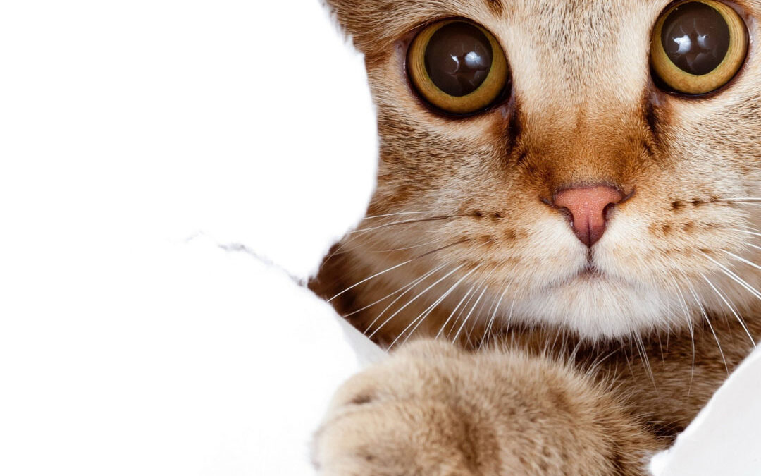 From Furballs to Lawsuits: What Your Cat Actually Means for Your Insurance